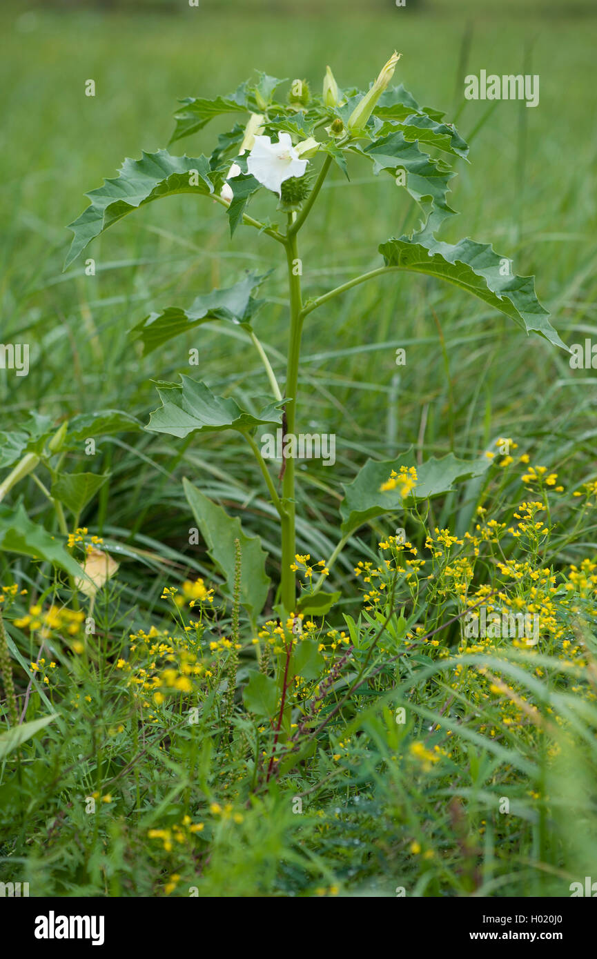 Stramonium, Jimsonweed, Thornapple, Jimson Unkraut (Datura Stramonium), blühen, Deutschland Stockfoto