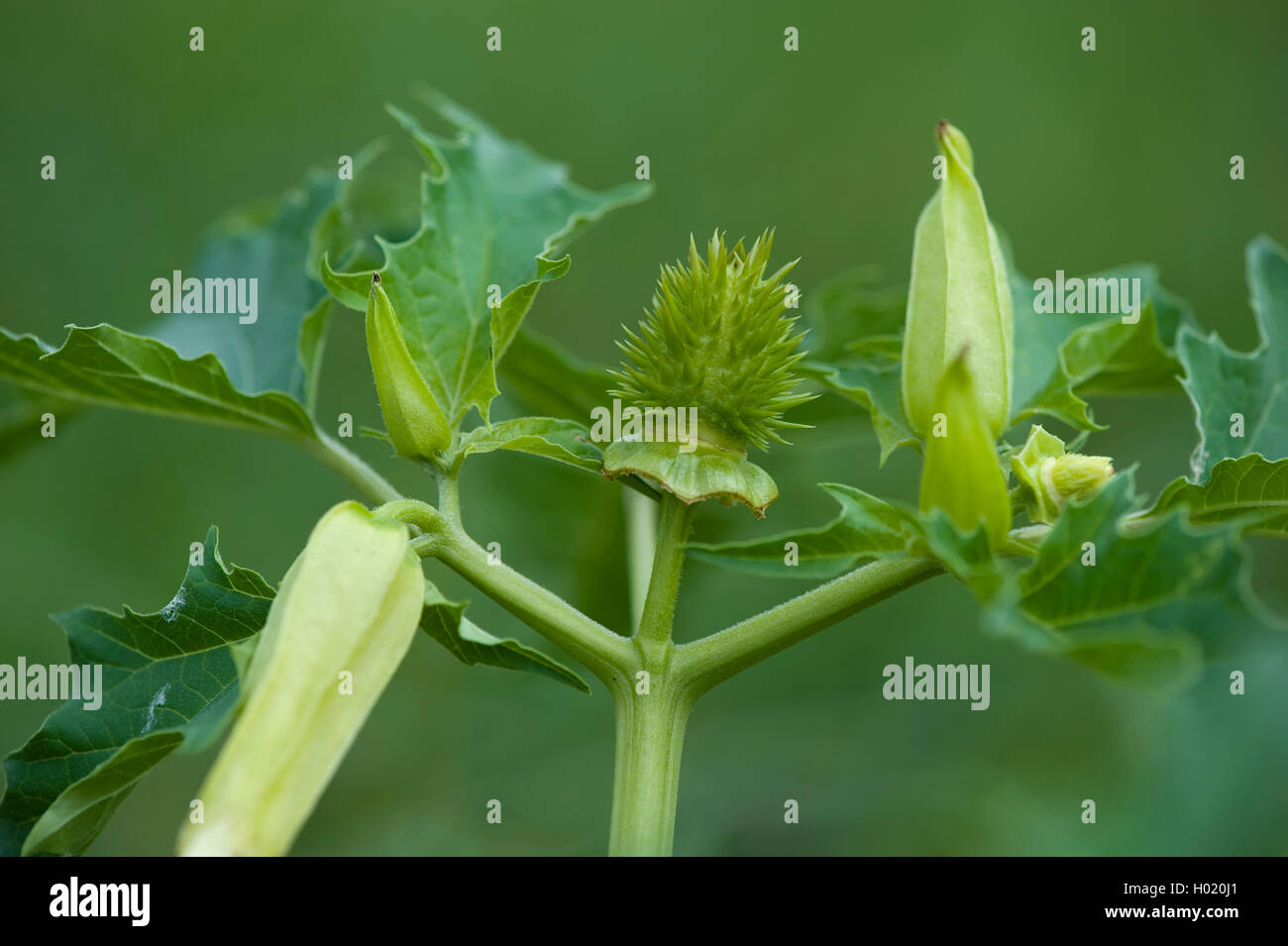 Stramonium, jimsonweed, thornapple, jimson Weed (Datura stramonium), mit Früchten und Blüten, Deutschland Stockfoto
