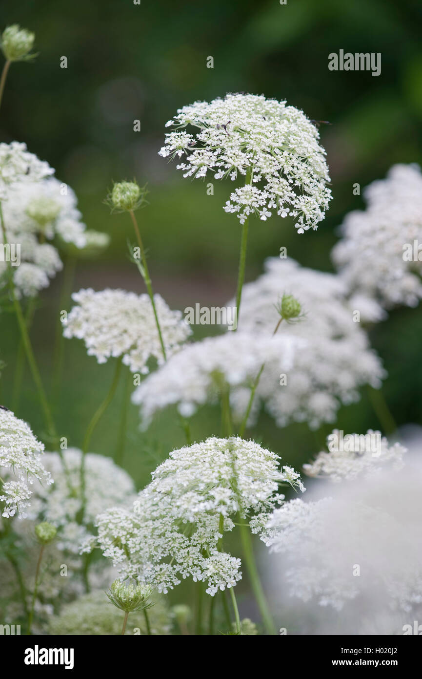 Queen Anne's lace Wilde Möhre (Daucus carota), blühende, Deutschland Stockfoto