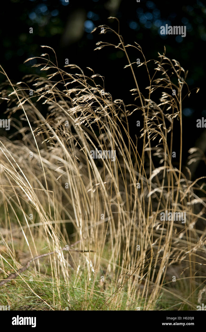 Gewelltes Haar - Gras, Gefältelt hairgrass (Deschampsia flexuosa, Avenella flexuosa), blühende, Deutschland Stockfoto