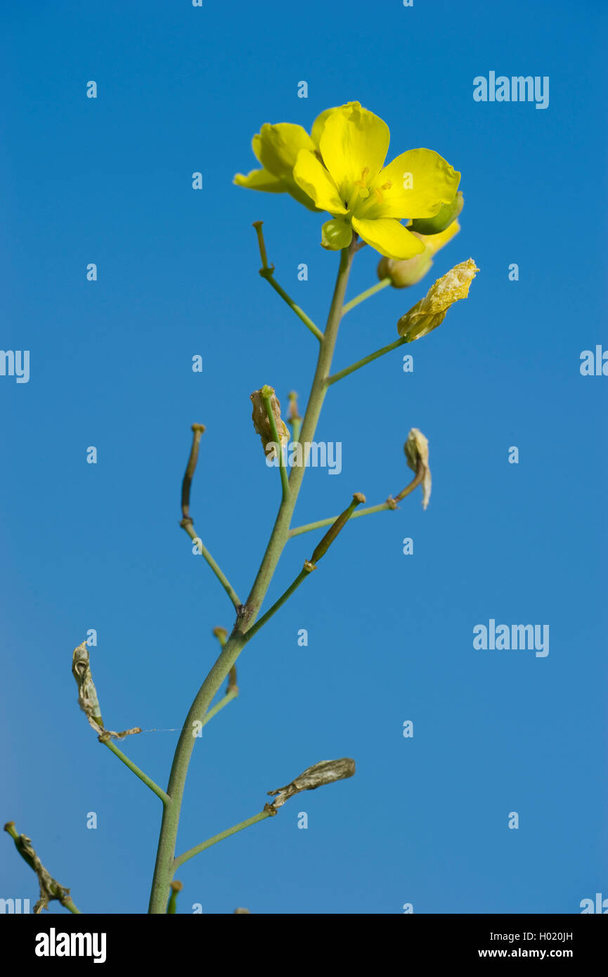 Wand Rakete, ewige Wand - Rakete, Schleim-Blatt wallrocket (diplotaxis Tenuifolia), Blütenstand, Deutschland Stockfoto