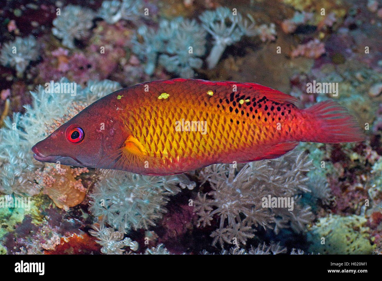 Bodianus hogfish Diana (Diana), Erwachsener, Ägypten, Rotes Meer Stockfoto
