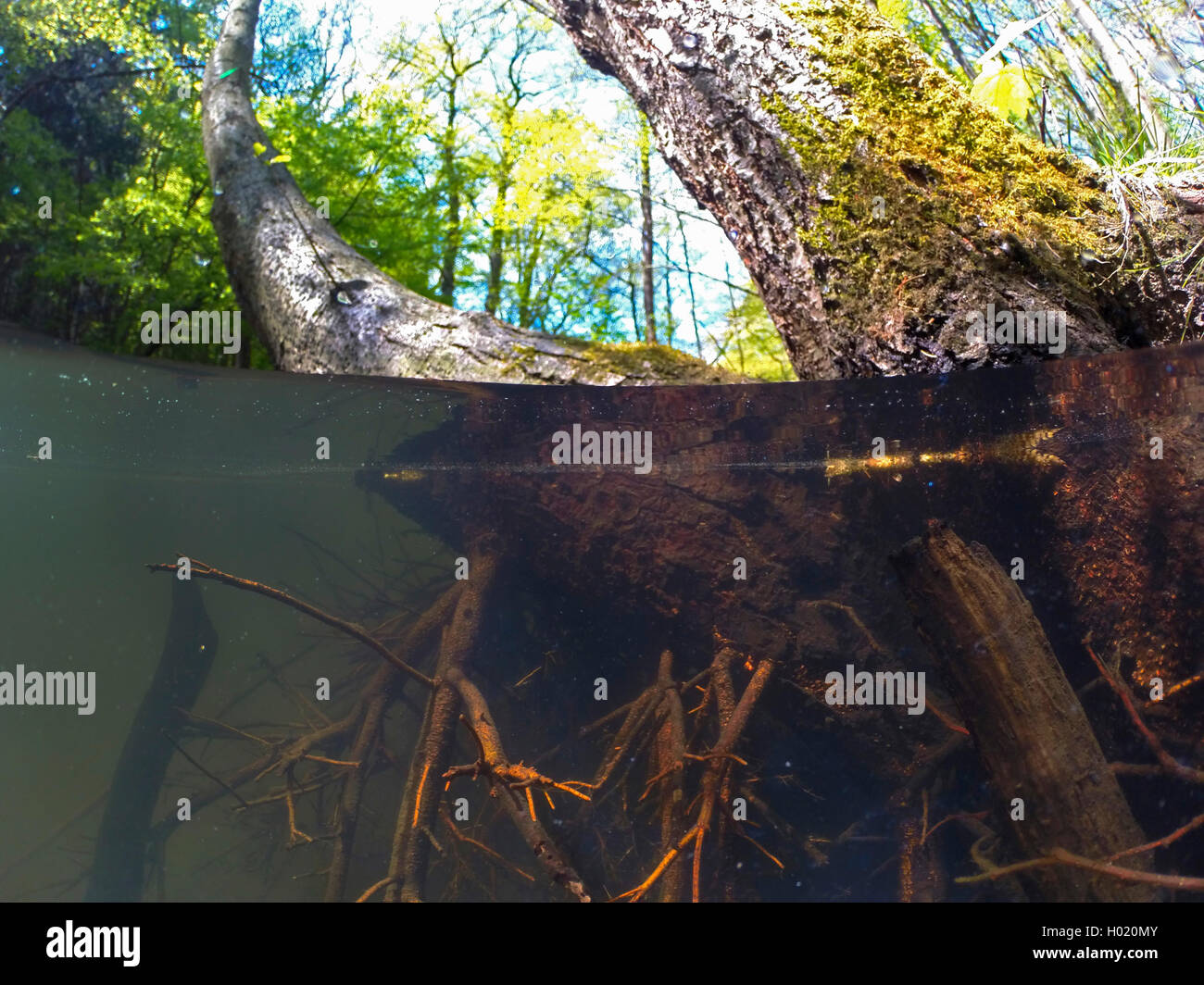 Common Alder, Black Alder, Europäische Erle (Alnus glutinosa), Wurzeln im Wasser, Split Image, Deutschland, Nordrhein-Westfalen Stockfoto