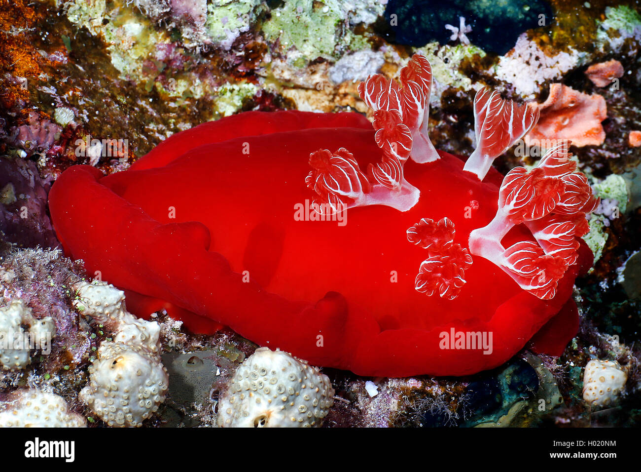 Spanische Tänzerin (Hexabranchus sanguineus), im Coral Reef, Ägypten, Rotes Meer Stockfoto