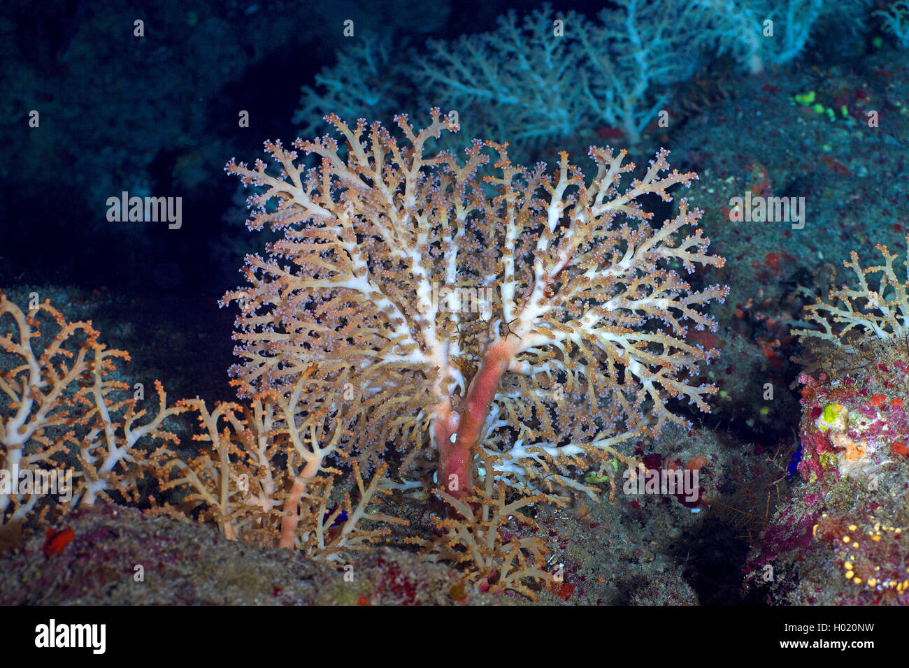 Cnidarian (hydrozoa), im Coral Reef, Ägypten, Rotes Meer Stockfoto