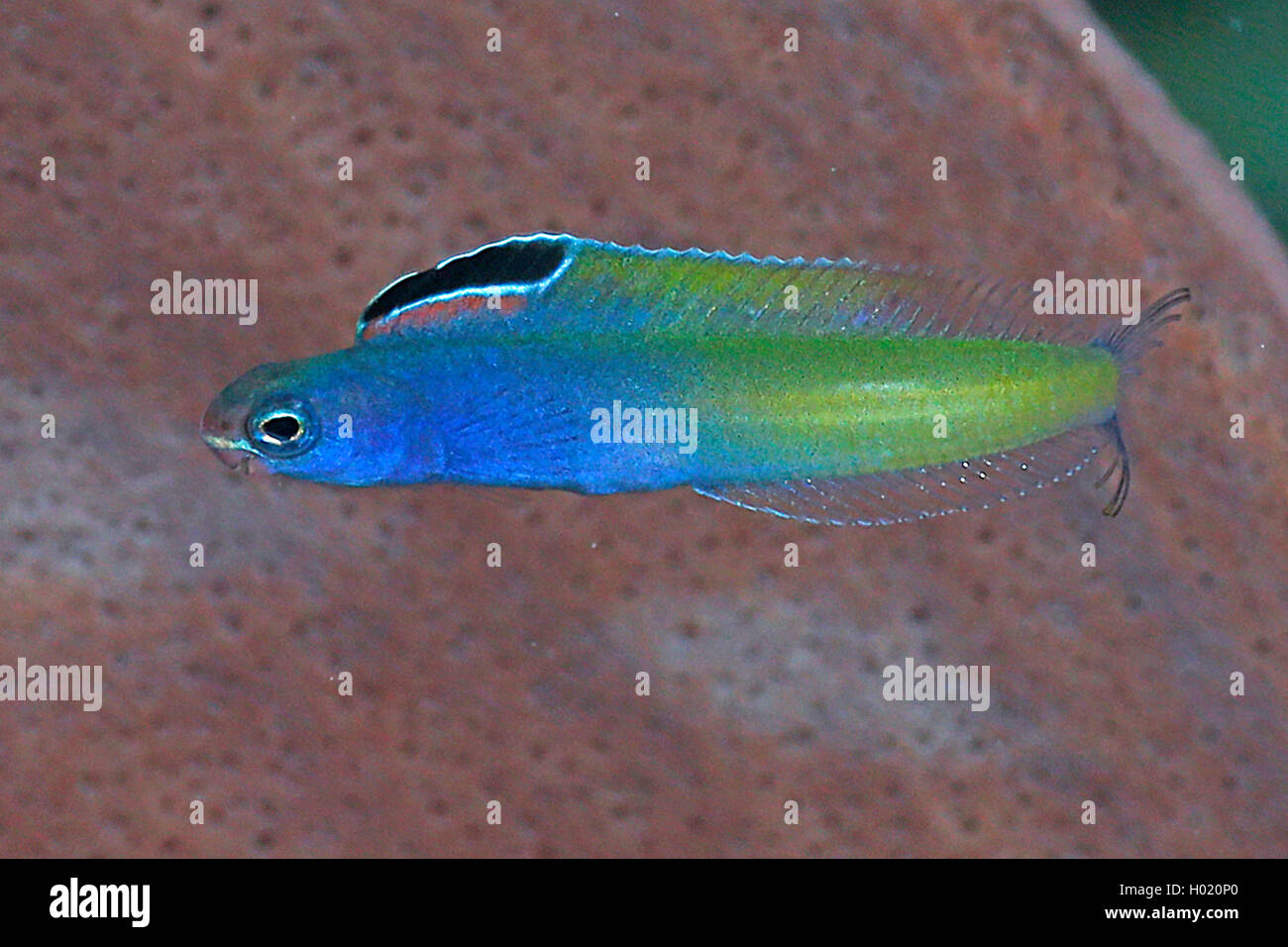 Blackline fangblenny (Meiacanthus Nigrolineatus), Schwimmen, Ägypten, Rotes Meer Stockfoto