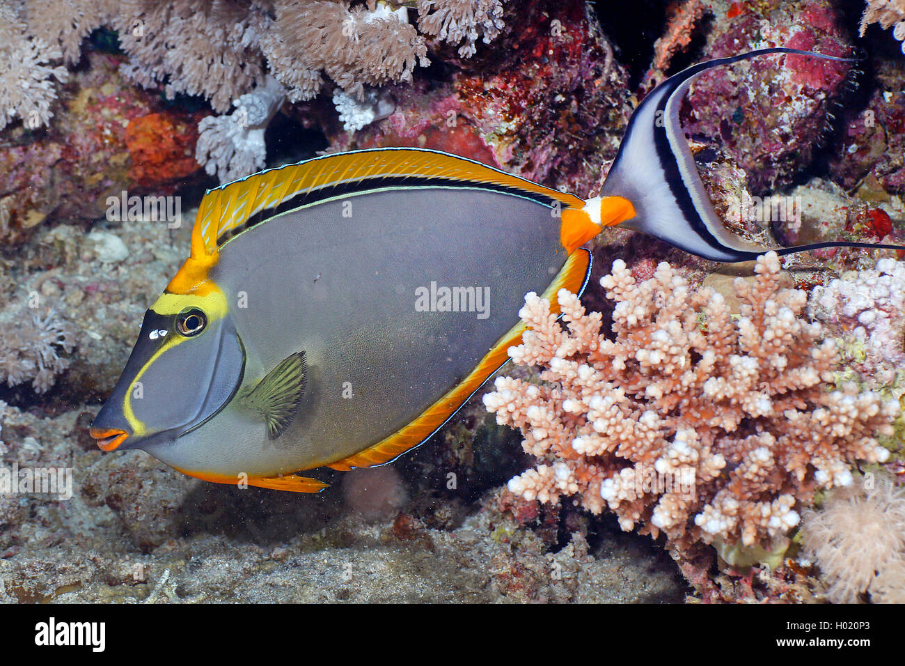 Blond Naso Tang (Naso elegans), im Coral Reef, Ägypten, Rotes Meer Stockfoto