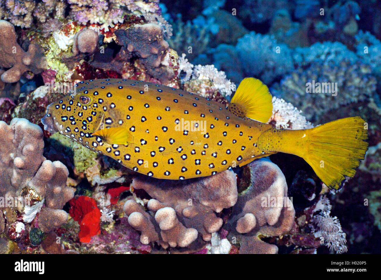 Blue-spotted Kofferfisch, gelber Kofferfisch, Polka Dot Kofferfisch (Ostracion cubicus, Ostracion tuberculatus), im Coral Reef, Ägypten, Rotes Meer Stockfoto