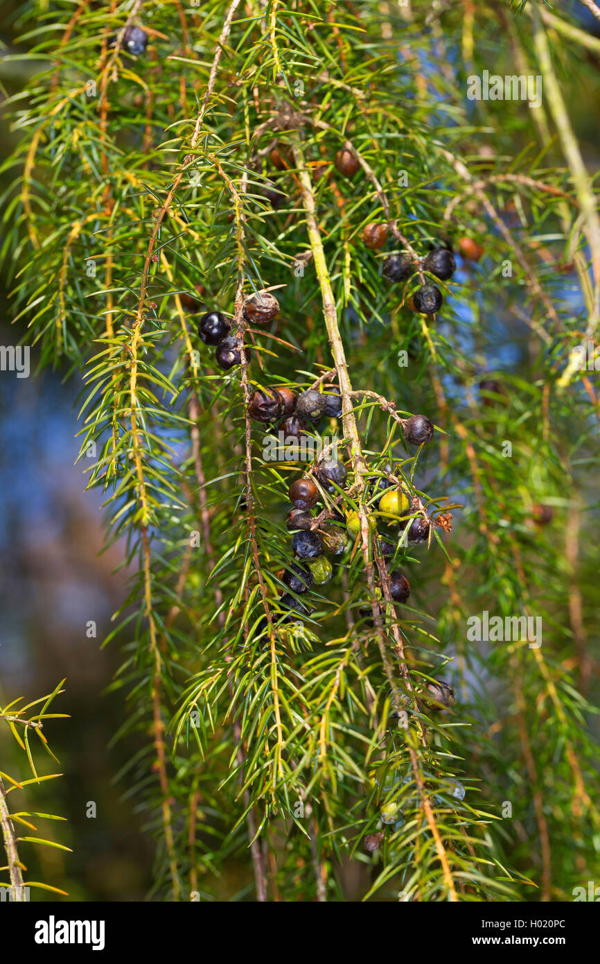 Tempel von Juniper, Nadel Wacholderbeeren (Juniperus rigida), Zweig mit Beeren Stockfoto