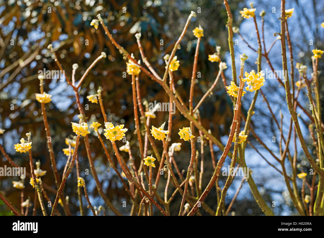 Orientalische Paperbush (Edgeworthia chrysantha, Edgeworthia papyrifera, Edgeworthia tomentosa), blühende Zweige Stockfoto