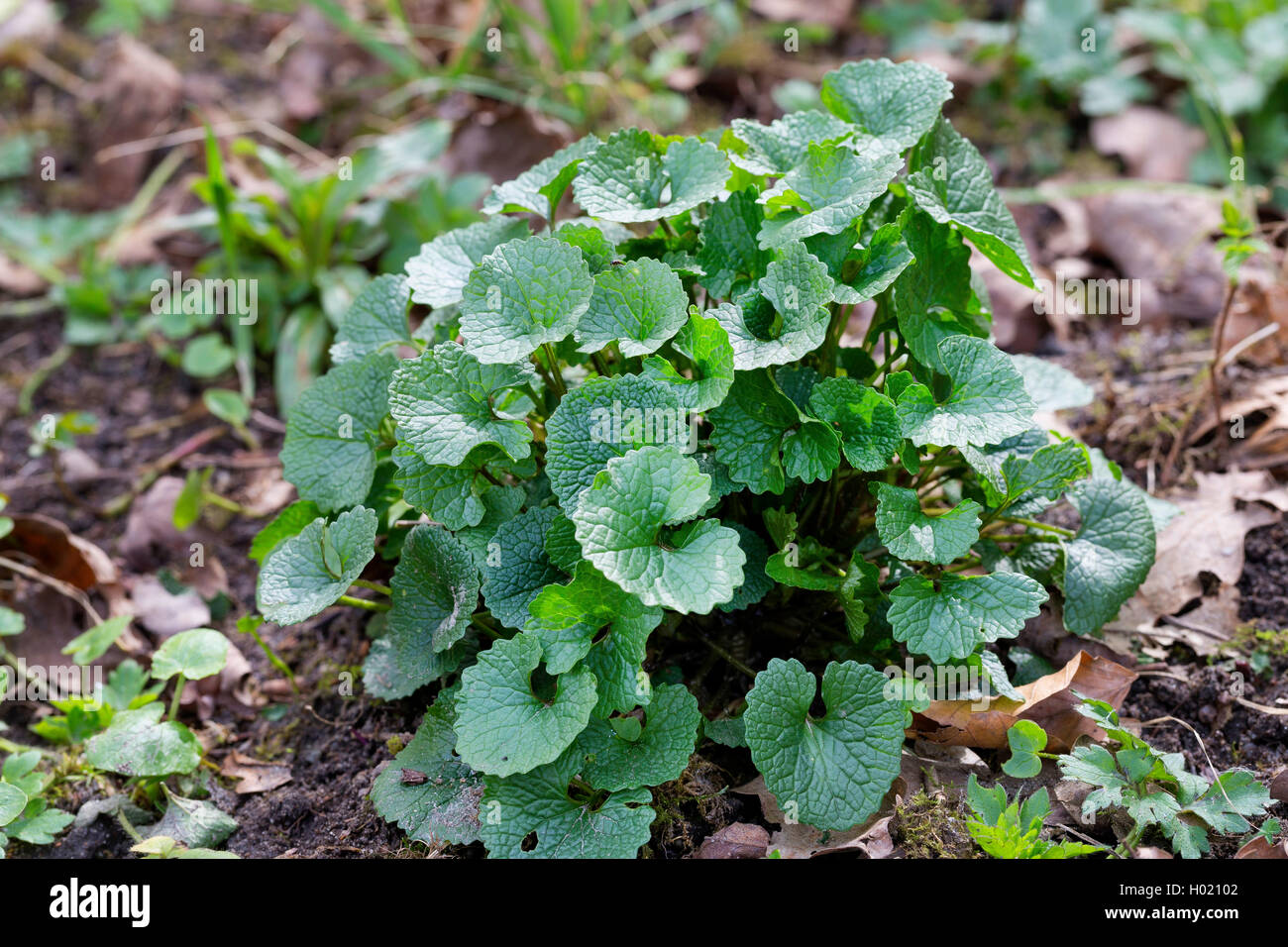 Knoblauch, Senf, Hedge Knoblauch, Jack-von-der-Hecke (Alliaria Petiolata), junge Blätter, Deutschland Stockfoto