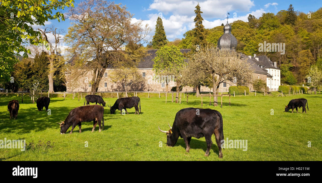 Auerochsen (inländische Rinder (Bos taurus, Bos primigenius), aurochses auf einer Weide in Füssen Schloss, Deutschland, Nordrhein-Westfalen, Bergisches Land, Engelskirchen Stockfoto