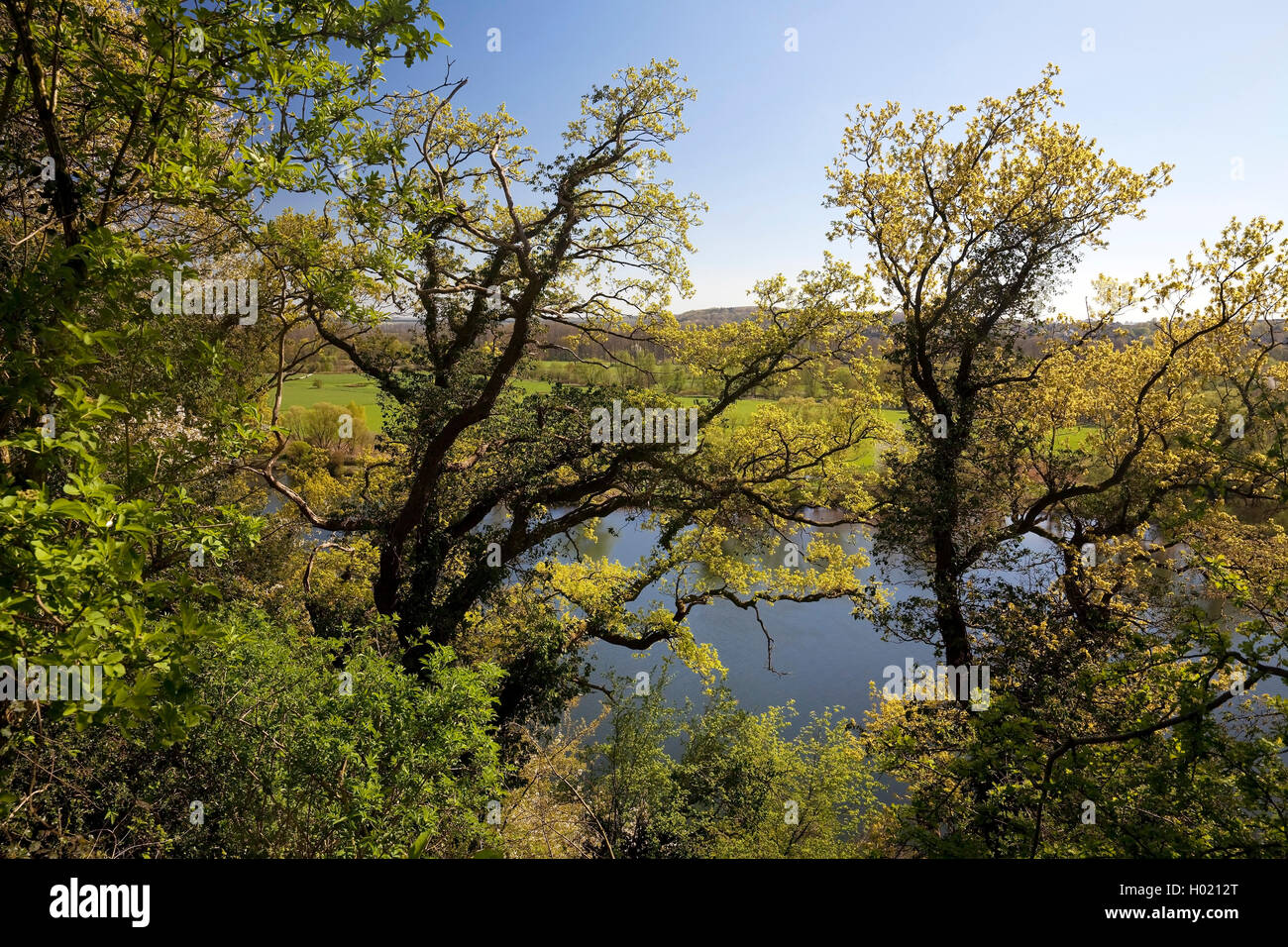 Blick durch die Bäume am Ufer der Ruhr, Deutschland, Nordrhein-Westfalen, Ruhrgebiet, Mülheim/Ruhr Stockfoto