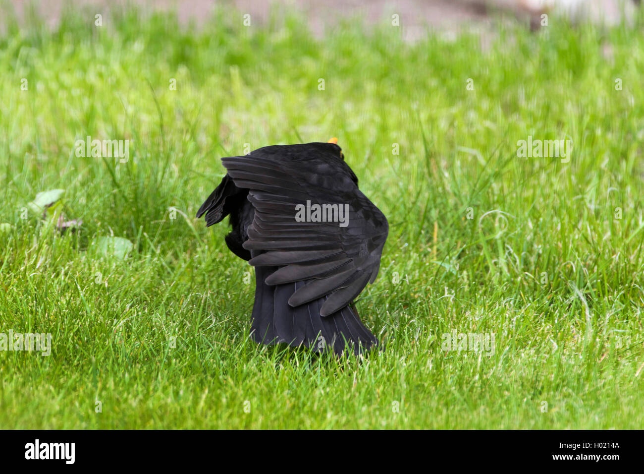 Amsel (Turdus merula), männlich Sonnenbaden, Deutschland Stockfoto