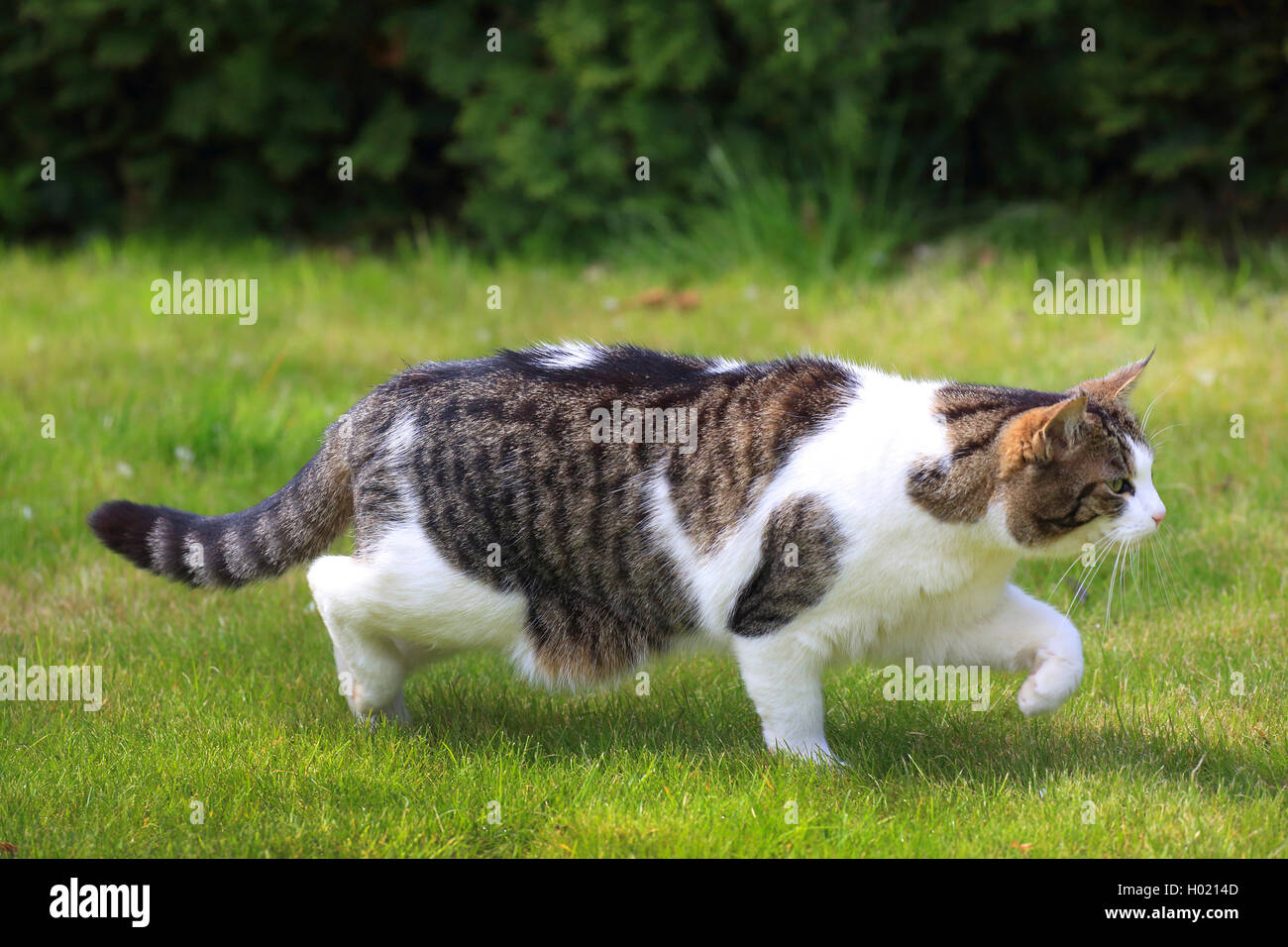 Hauskatze, Hauskatze (Felis silvestris f. catus), Jagd, Deutschland Stockfoto