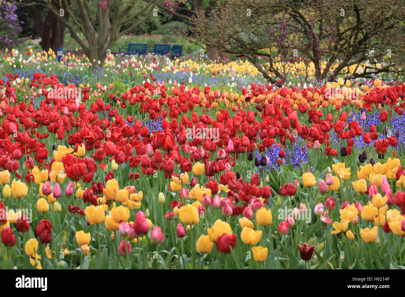 Gemeinsamen garten Tulpe (Tulipa gesneriana), blühende Blumenbeet mit Tulpen und hyacinthes, Deutschland Stockfoto