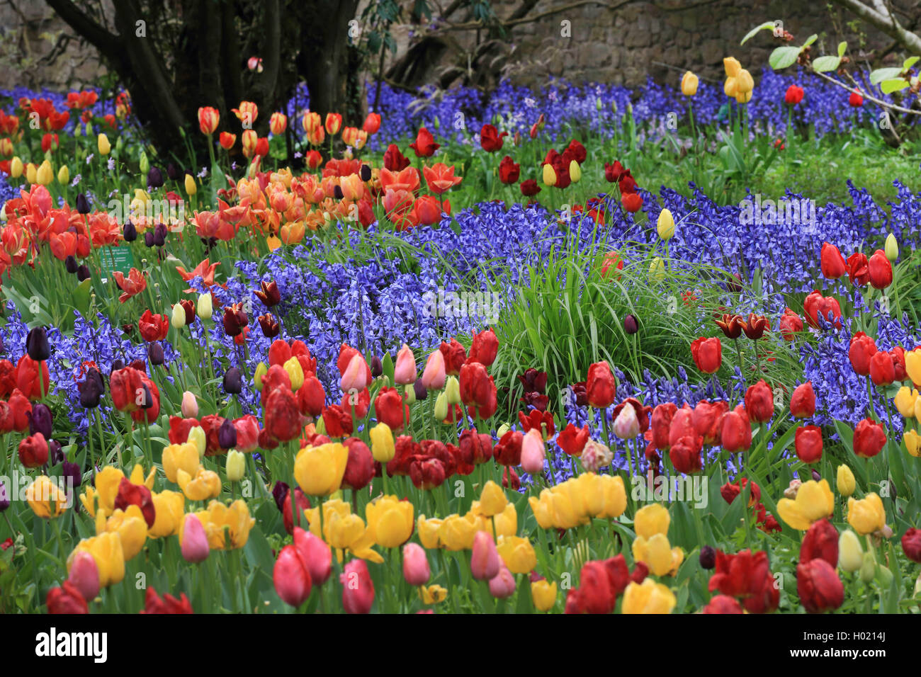 Gemeinsamen garten Tulpe (Tulipa gesneriana), Blumenbeet mit vielen blühenden Tulpen und hyacinthes, Deutschland Stockfoto