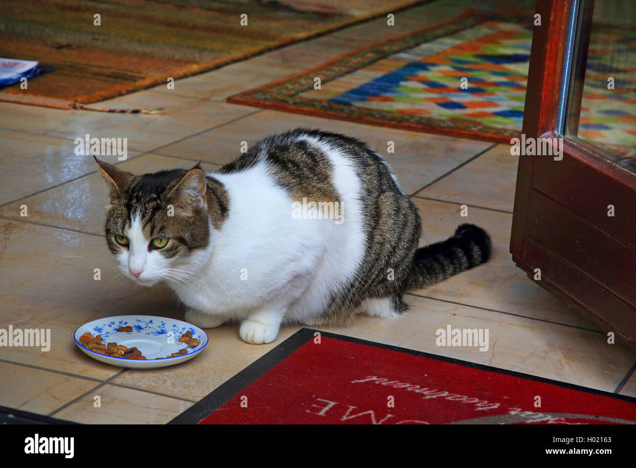 Hauskatze, Hauskatze (Felis silvestris f. catus), hauskatze an der Terrassentür, Deutschland Stockfoto