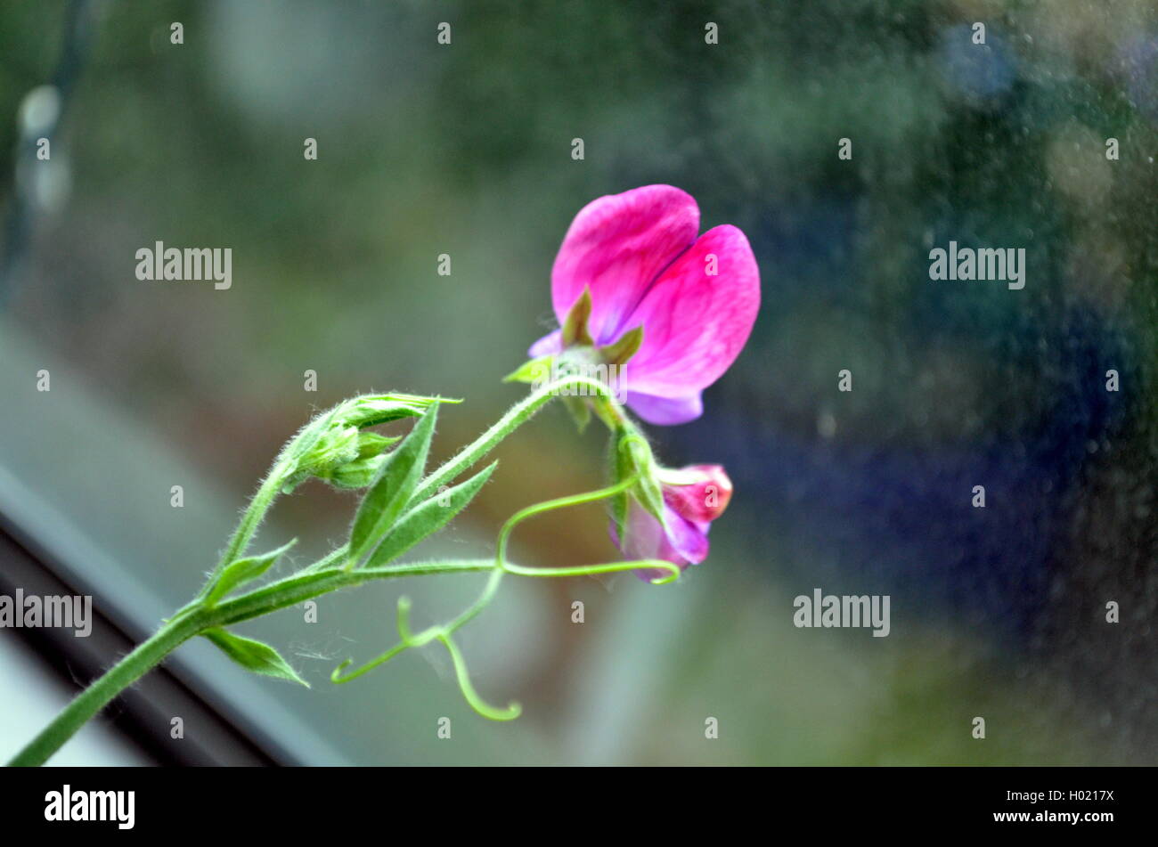 Rosa gefärbten süßen Pae Blüte am Fensterglas Stockfoto