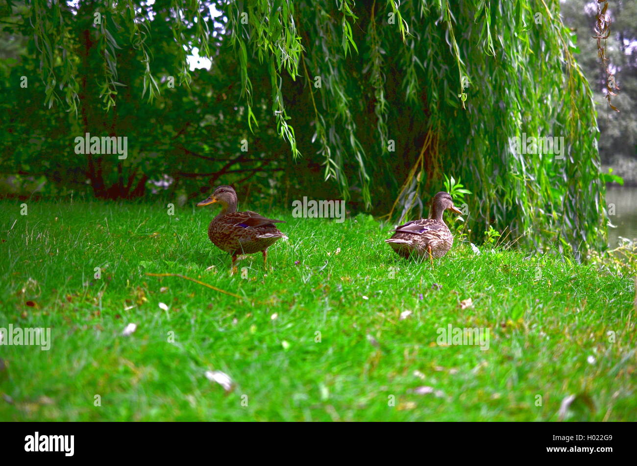 zwei wilde Enten Mallard Wandern in Rasen Stockfoto