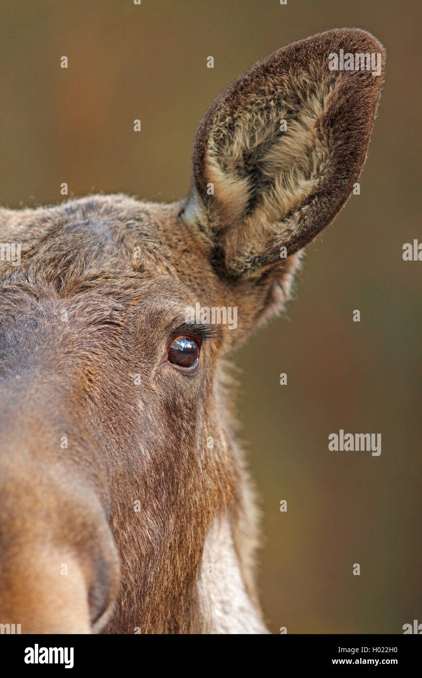 Elche, Europäischen Elch (Alces alces alces), Ohr und Auge von einem Elch, Sinnesorgane, Schweden Stockfoto
