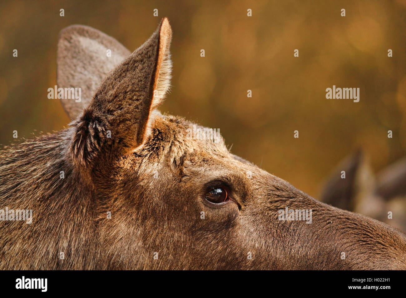 Elche, Europäischen Elch (Alces alces alces), Ohr und Auge von einem Elch, Sinnesorgane, Schweden Stockfoto