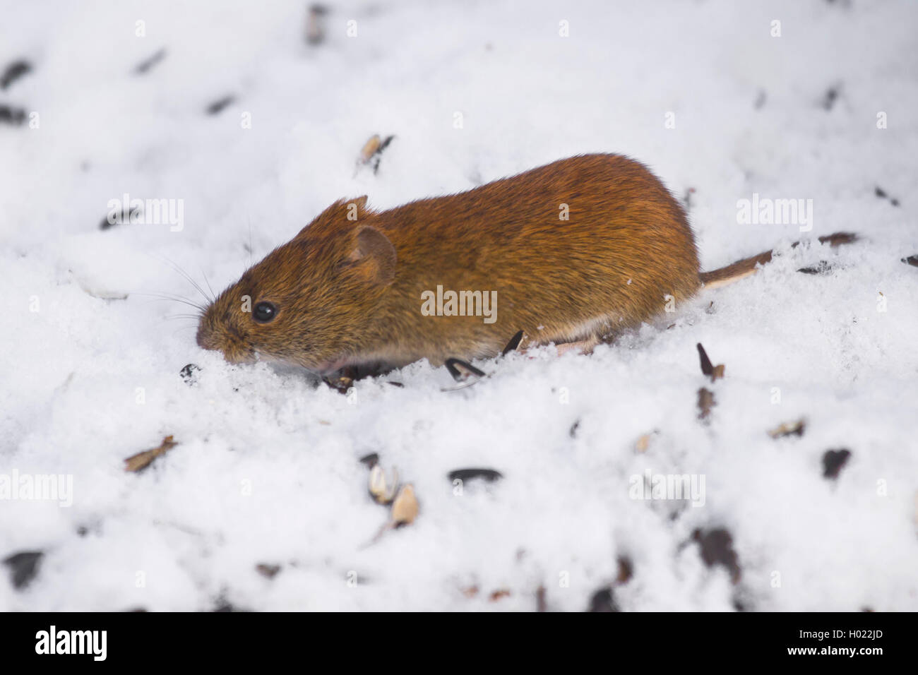 Bank vole (Clethrionomys glareolus, Myodes Glareolus), im Schnee, Deutschland Stockfoto