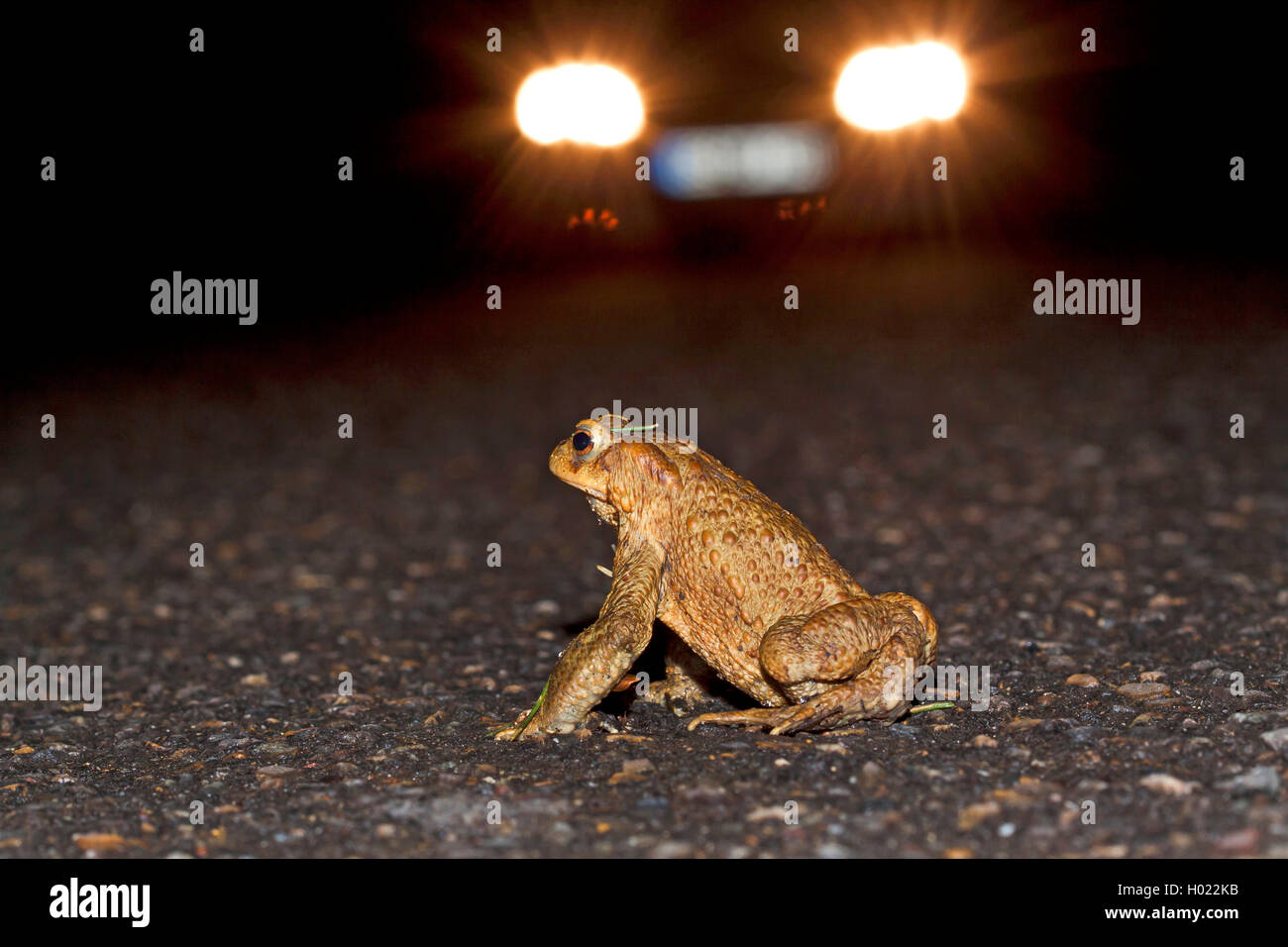 Europäische Erdkröte (Bufo bufo), die auf der Straße bei Nacht, Deutschland Stockfoto