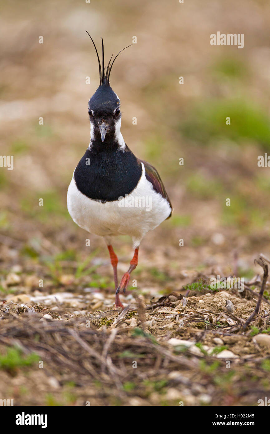 Northern Kiebitz (Vanellus vanellus), Wandern auf dem Boden, Vorderansicht, Deutschland Stockfoto