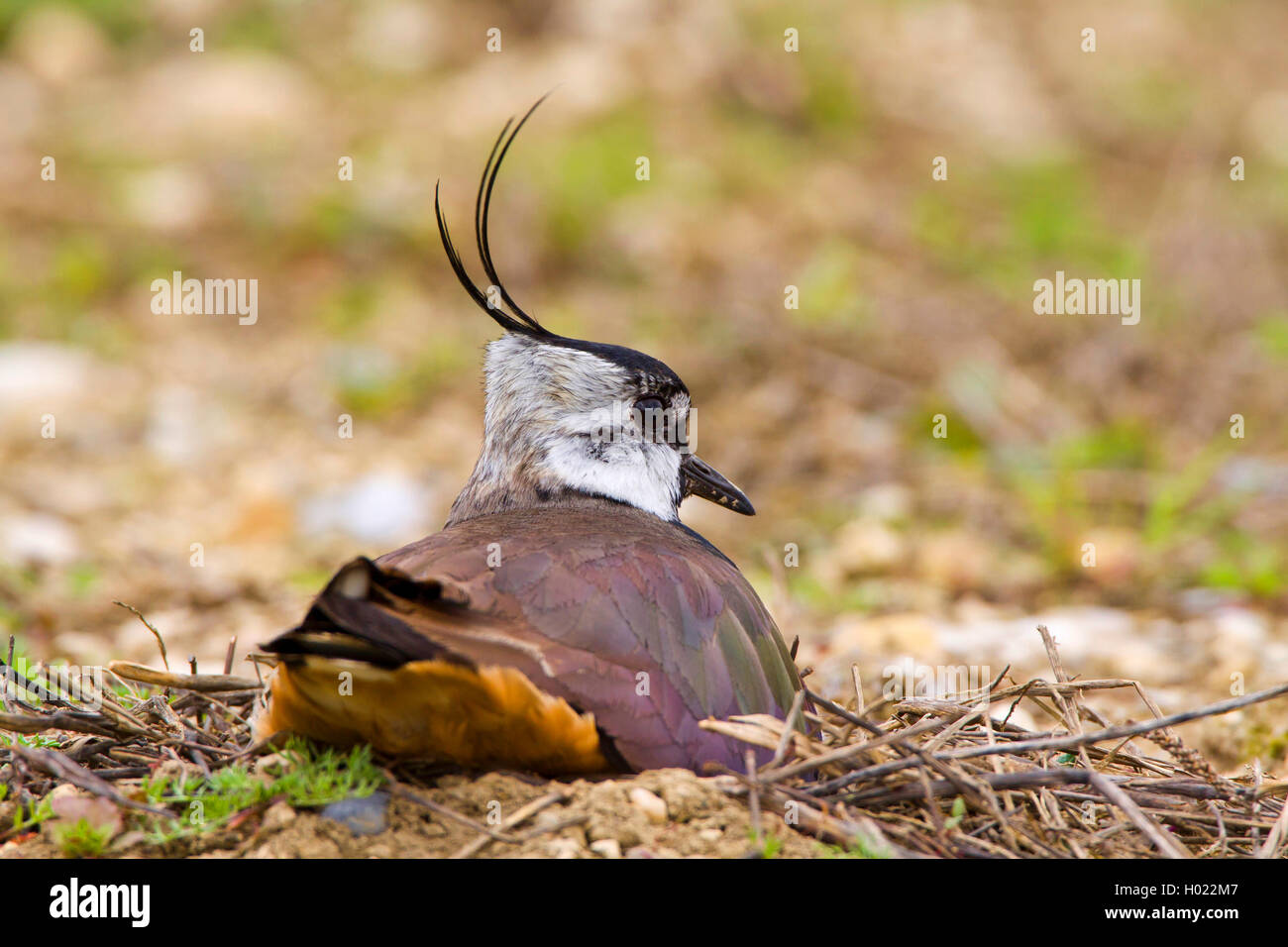 Northern Kiebitz (Vanellus vanellus), Zucht auf dem Boden, Rückansicht, Deutschland Stockfoto