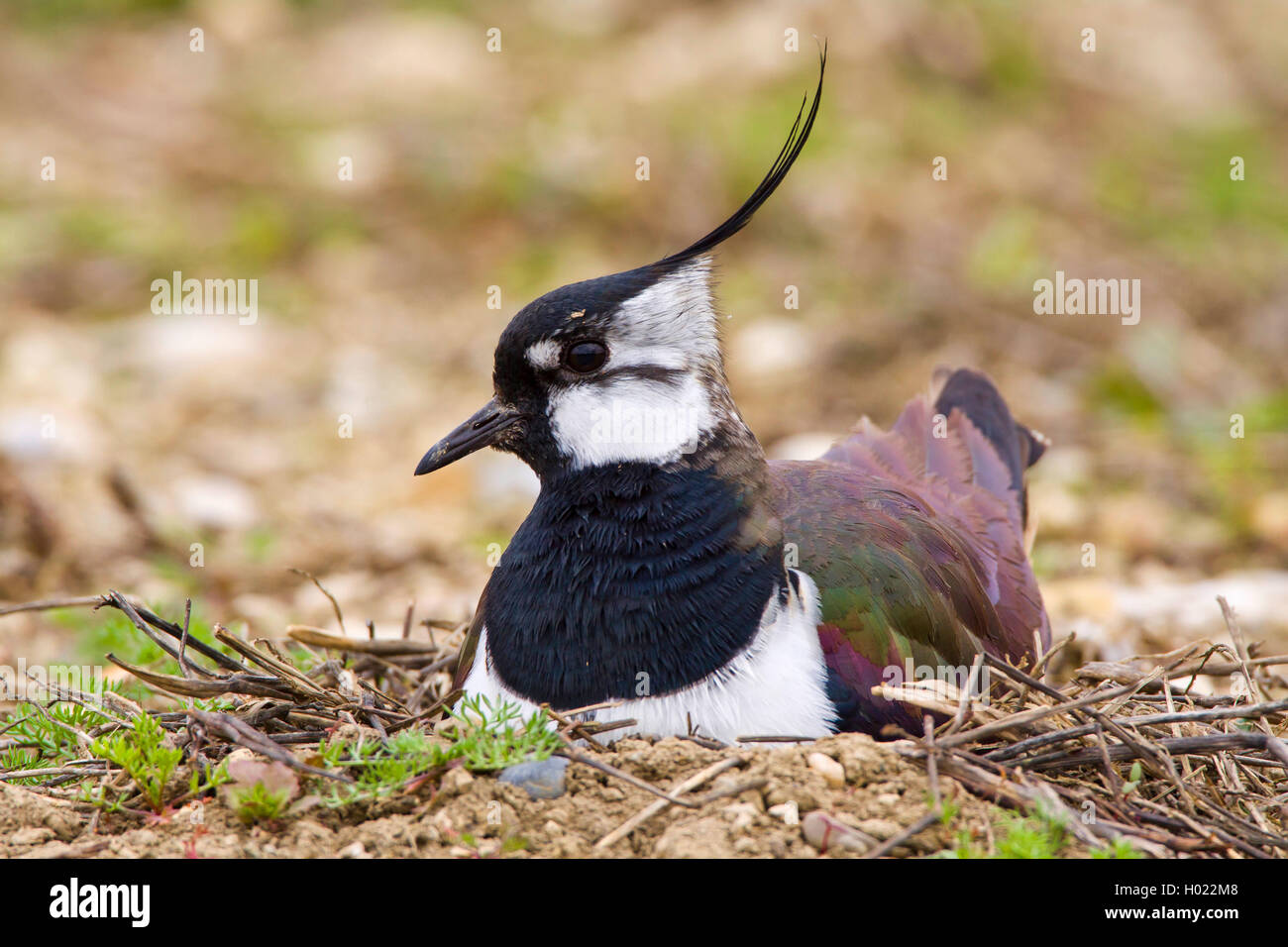 Northern Kiebitz (Vanellus vanellus), Zucht auf dem Boden, Deutschland Stockfoto