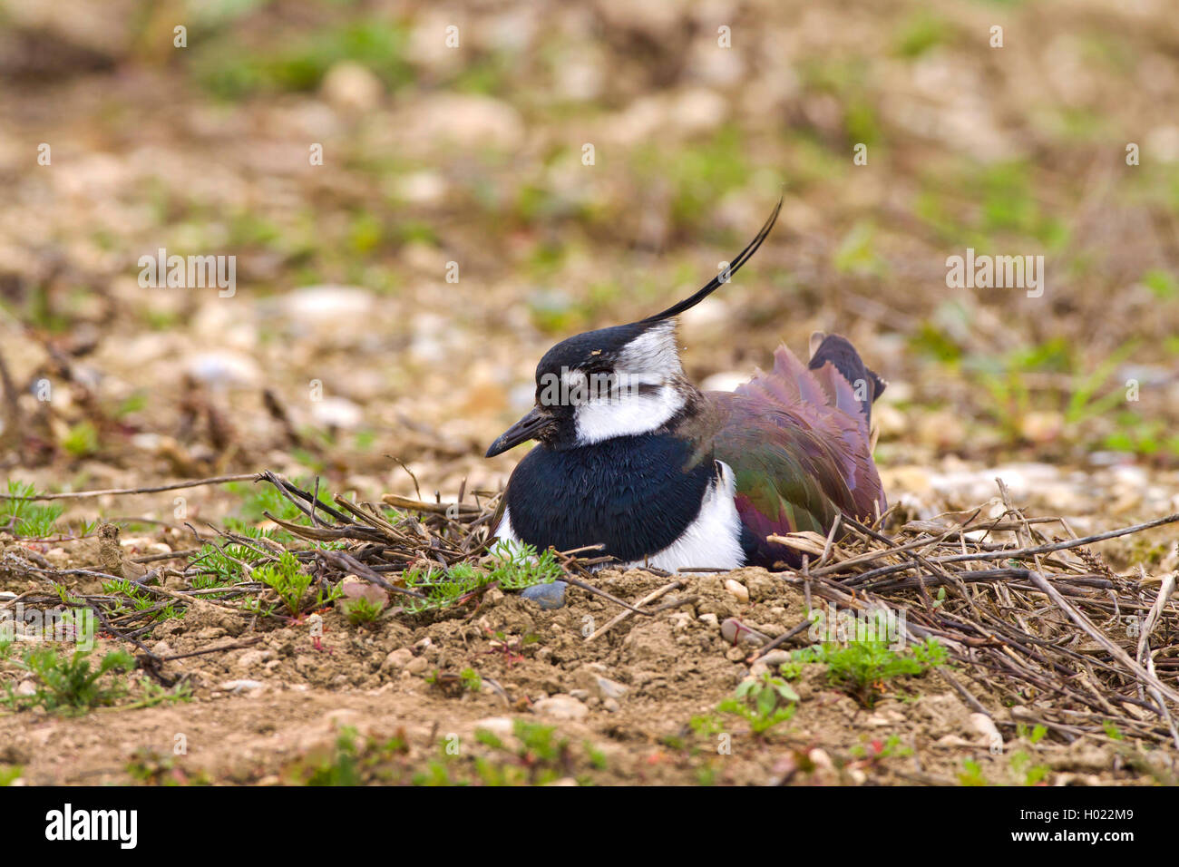 Northern Kiebitz (Vanellus vanellus), Zucht auf dem Boden, Deutschland Stockfoto