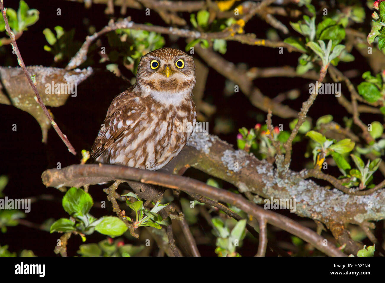 Steinkauz (Athene noctua), sitzt auf einem Baum in der Nacht, Deutschland, Baden-Württemberg Stockfoto