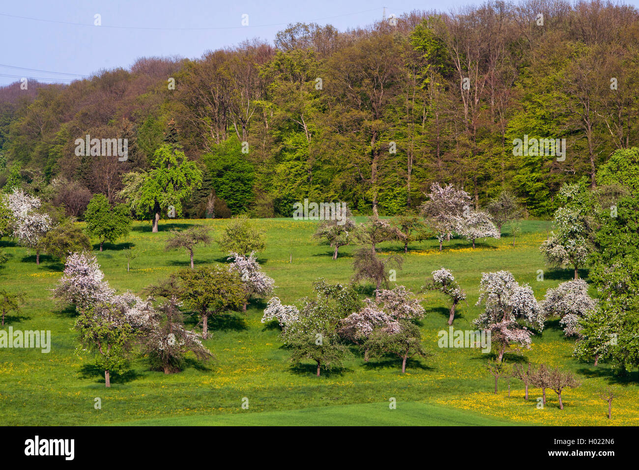Apfelbaum (Malus Domestica), Obst baum Wiese mit blühenden Apfelbäumen in der Nähe von Notzingen, Deutschland, Baden-Württemberg Stockfoto