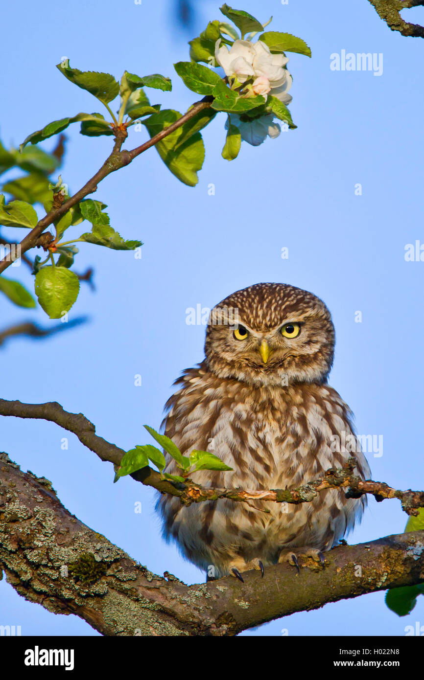 Steinkauz, Stein-Kauz (Athene Noctua), Sitzt Auf Einem Bluehendem Ast, Vorderansicht, Deutschland, Baden-Württemberg | kleines o Stockfoto