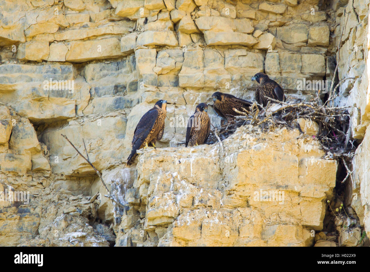 Wanderfalke (FALCO PEREGRINUS), squeeker im Nest, Deutschland Stockfoto