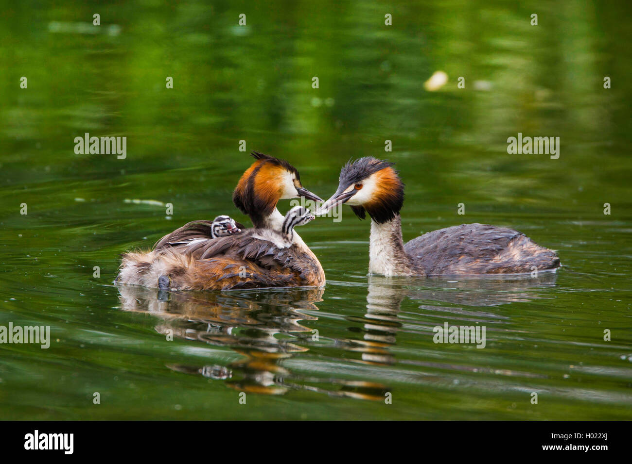 Haubentaucher (Podiceps cristatus), Fütterung der Küken, Deutschland Stockfoto