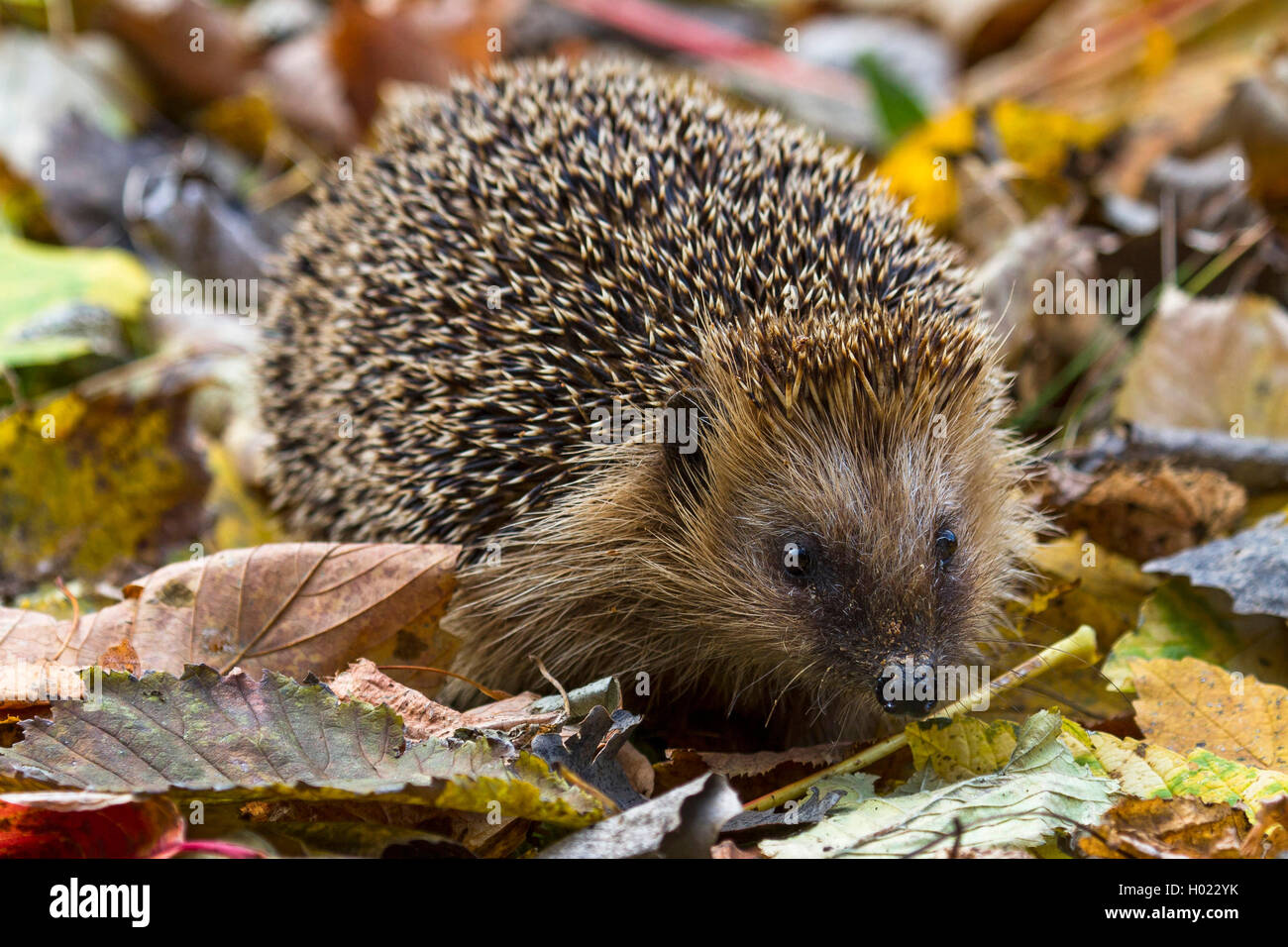 Europaeischer Igel, Braunbrustigel, Braunbrust-Igel (Erinaceus Europaeus), Westeuropaeischer Igel, Westigel, West-Igel Auf Nahr Stockfoto