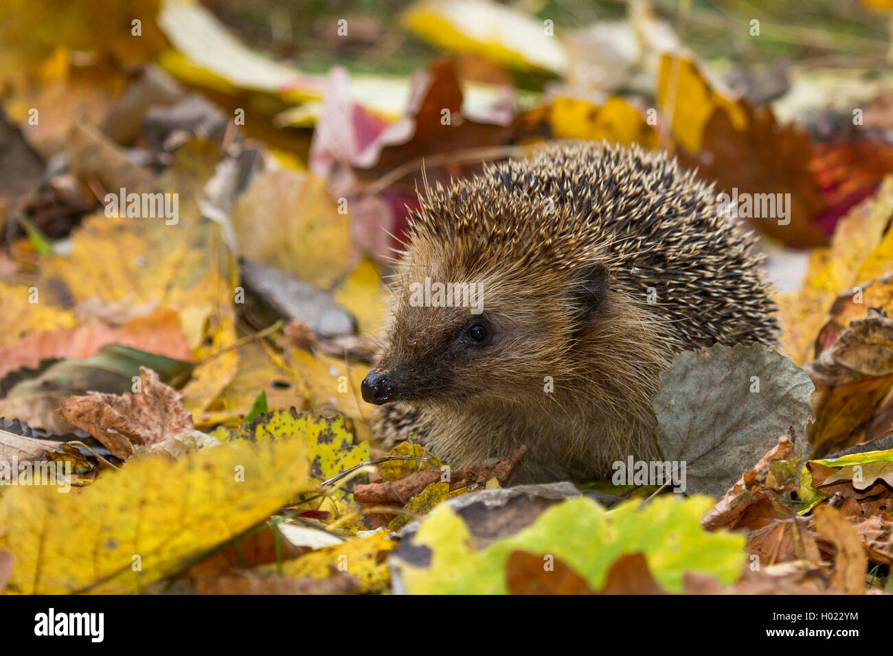 Europaeischer Igel, Braunbrustigel, Braunbrust-Igel (Erinaceus Europaeus), Westeuropaeischer Igel, Westigel, West-Igel Auf Nahr Stockfoto