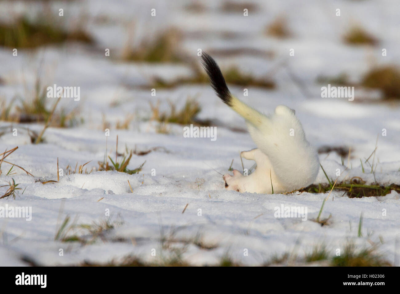 Hermelin Hermelin, Short-tailed weasel (Mustela erminea), Saltos im Winter Mantel in einer schneebedeckten Wiese, Ablenkungsmanöver, Deutschland Stockfoto
