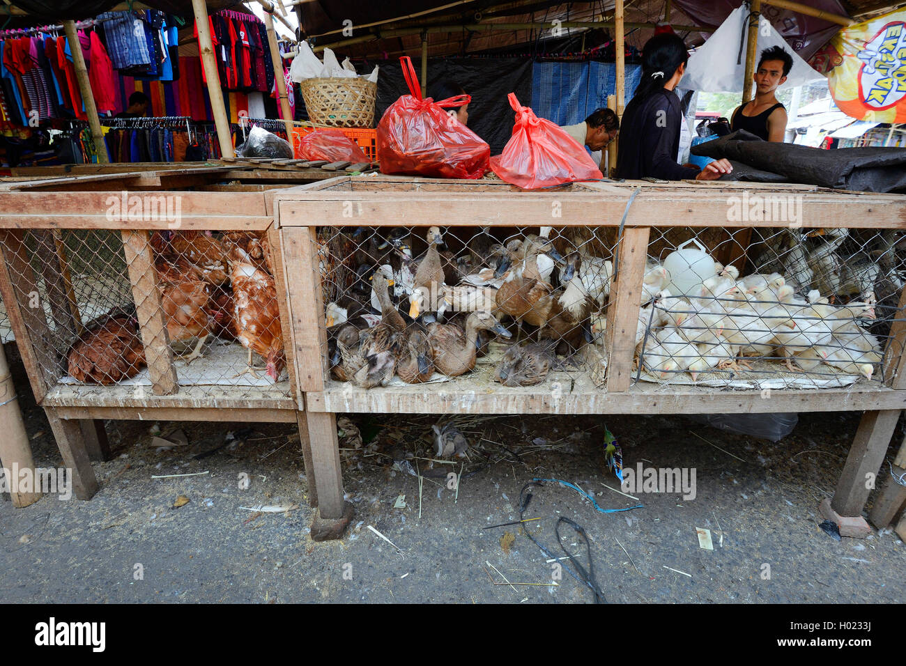 Inländische Enten (Anas platyrhynchos f. domestica), Enten und Hühnern zum Verkauf auf einen Markt in Seririt, Indonesien, Bali, Seririt Stockfoto