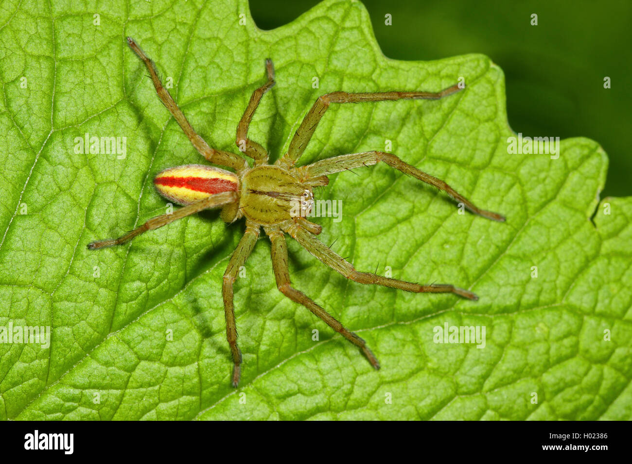 Grüne huntsman Spider, Green Spider (Micrommata Micrommata virescens, rosea, Micrommata roseum, Micrommata Viridissima), männlich, Deutschland Stockfoto