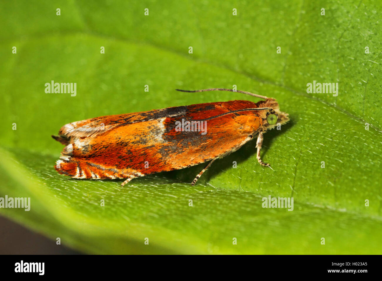 Rote Walze, tortrix Motten (Ancylis mitterbacheriana), sitzt auf einem Blatt, Deutschland Stockfoto