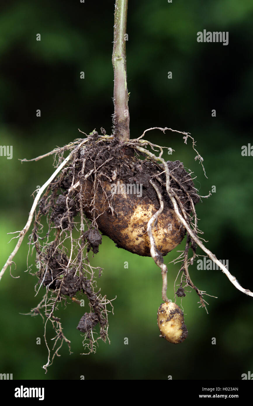 Kartoffel (Solanum tuberosum), frische Kartoffeln in einem Garten, Deutschland Stockfoto