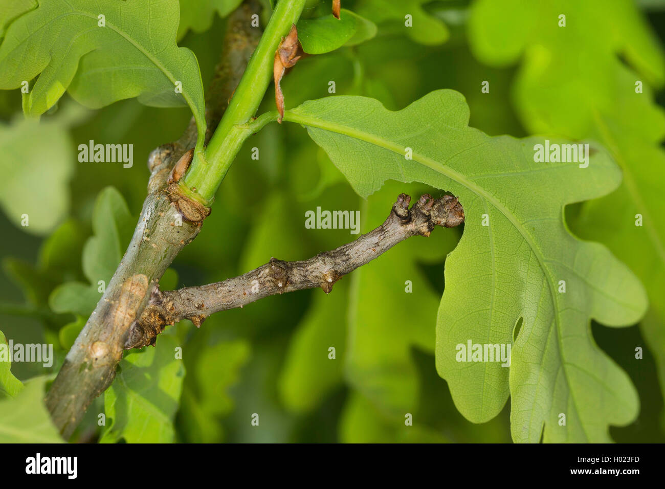 Geometer Motte (Ennomos erosaria), Caterpillar auf einer Eiche Zweig, Deutschland Stockfoto