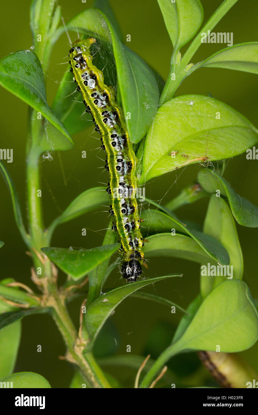 Box Tree Motte (Glyphodes perspectalis, Cydalima perspectalis), Caterpillar Fütterung auf, Baum, Deutschland Stockfoto