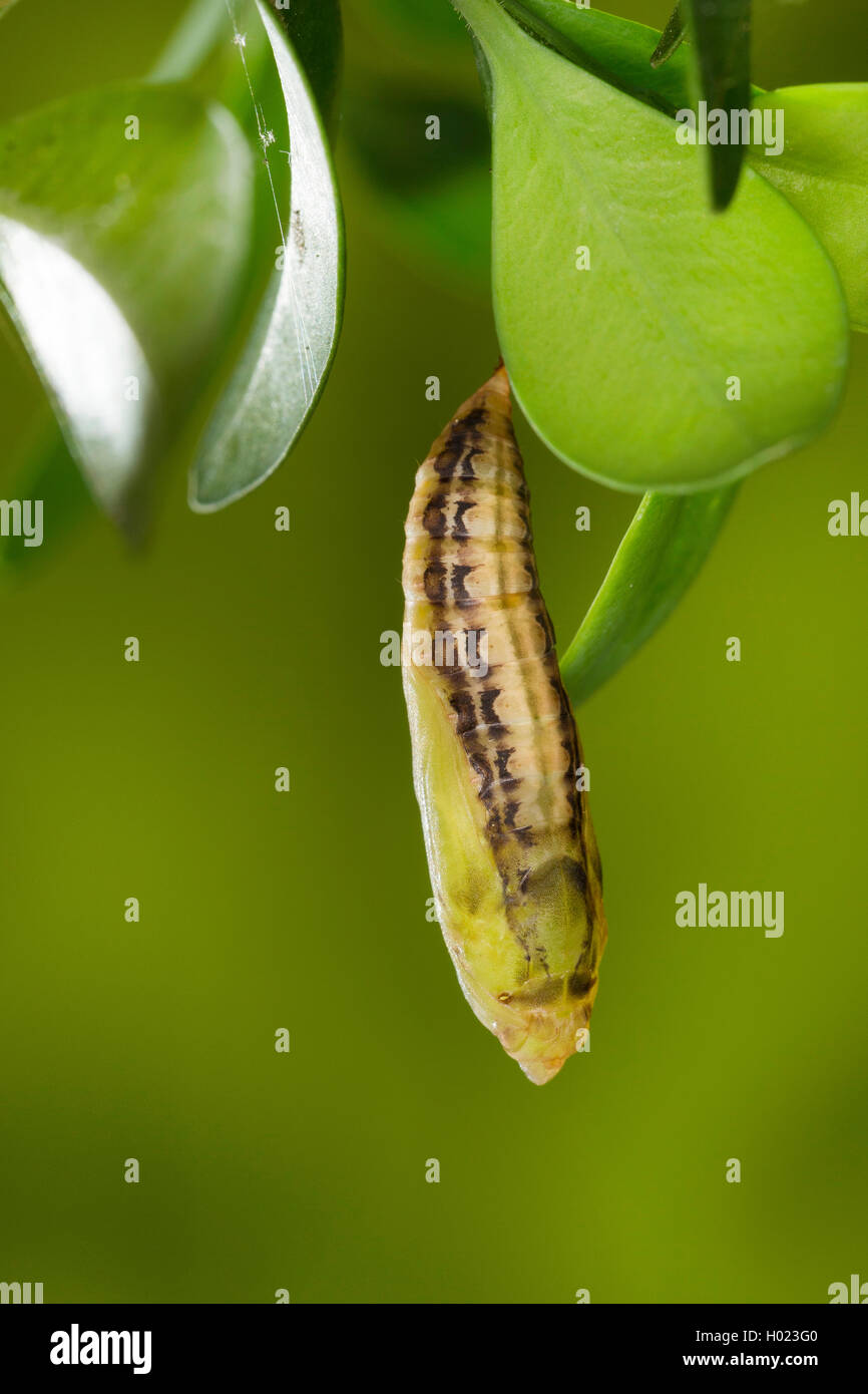 Box Tree Motte (Glyphodes perspectalis, Cydalima perspectalis), Puppe auf Box Baum, Deutschland Stockfoto