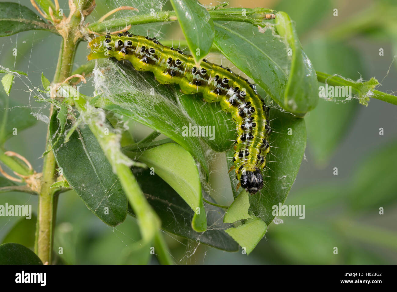 Box Tree Motte (Glyphodes perspectalis, Cydalima perspectalis), Caterpillar Fütterung auf, Baum, Deutschland Stockfoto
