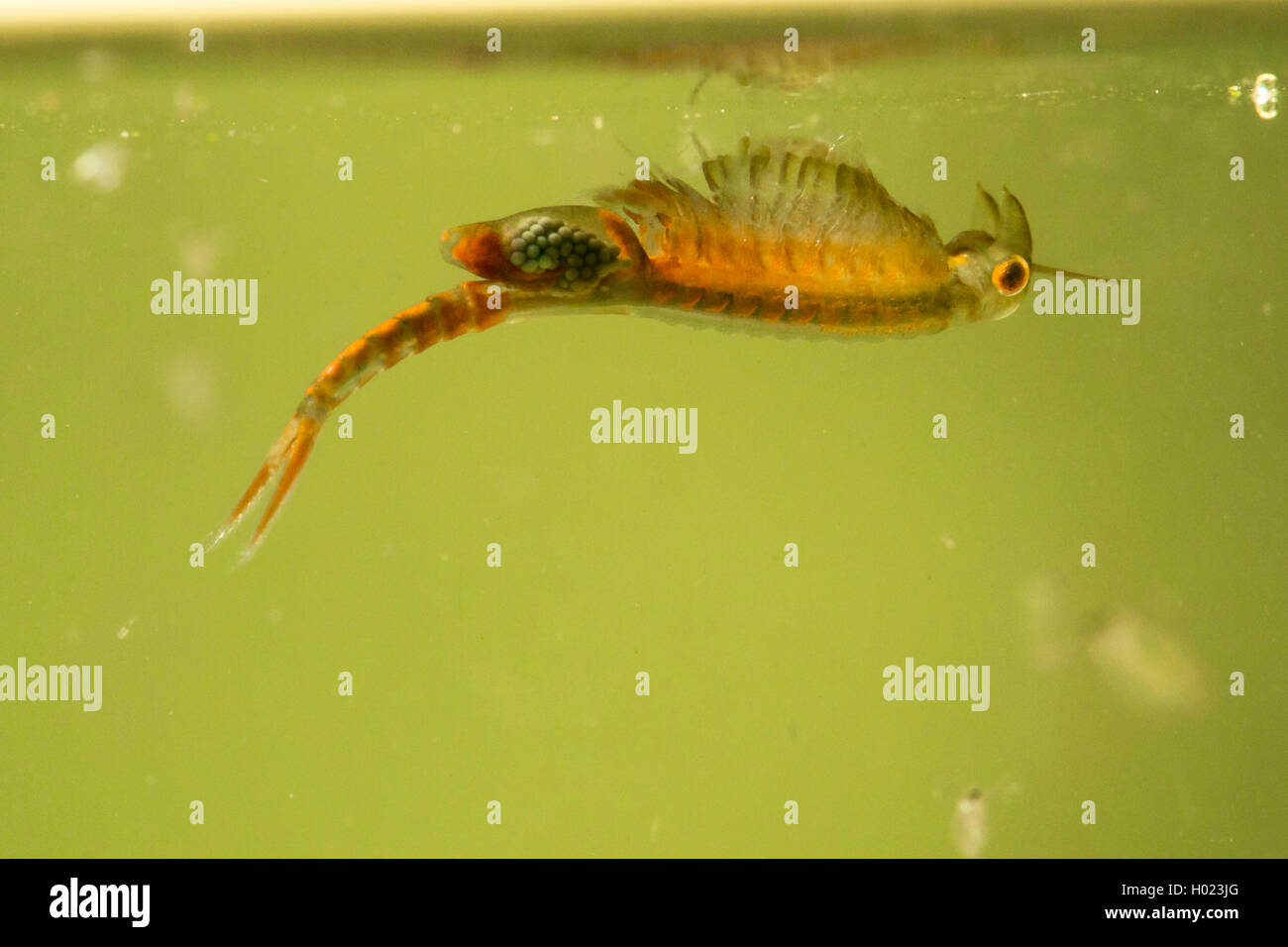 (Branchiopods Chirocephalus shadini), Weibliche schwimmt Stockfoto