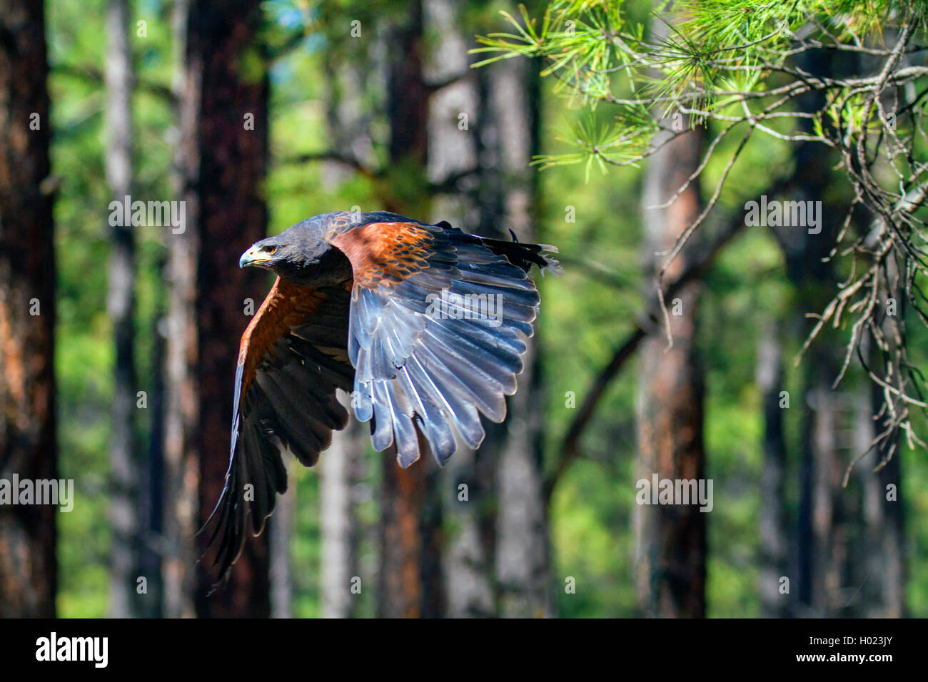 Harris Hawk (Parabuteo unicinctus), im Flug, USA, Arizona, Flagstaff Stockfoto
